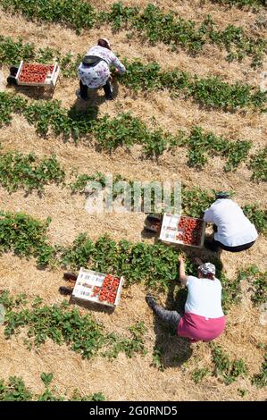 03. Juni 2021, Sachsen, Mügeln: Erntehelfer pflücken anlässlich der Eröffnung der Erdbeersaison Erdbeeren auf einem Feld (Foto aufgenommen mit einer Drohne). Zwei Wochen später als in den Vorjahren hat in Sachsen die Erdbeersaison begonnen. Foto: Sebastian Kahnert/dpa-Zentralbild/dpa Stockfoto