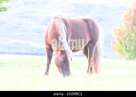 Pferde in Limpopo, Südafrika Stockfoto