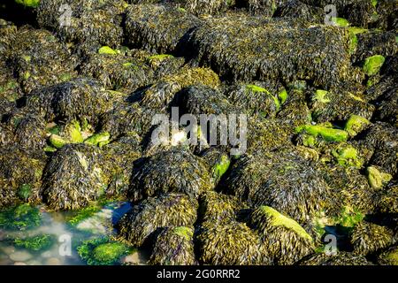 Felsen Pools mit grünen Algen bedeckt Stockfoto