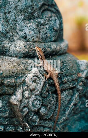 Makrofoto von Podarcis muralis, auch bekannt als Eidechse der Europäischen Mauer auf einem Felsen in der Natur. Die gemeine Mauereidechse bevorzugt felsige Umgebungen. Stockfoto