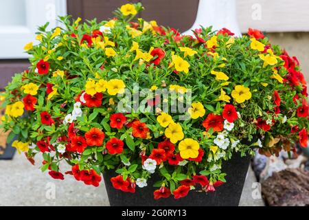 Ein Blumentopf voller roter, gelber und weißer Millionen Glocken blüht Stockfoto