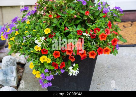 Ein Blumentopf voller roter, gelber, violetter und weißer Millionen Glocken und anderer Blumen Stockfoto