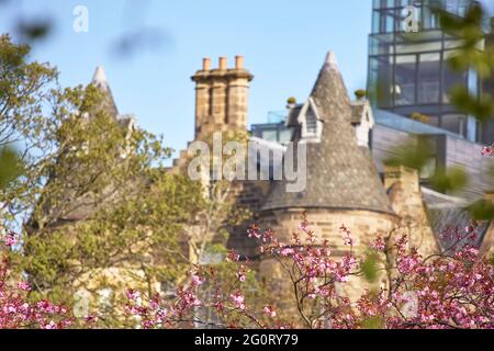 Meadows Edinburgh, Schottland - Kirschbäume blühen im Frühling Stockfoto
