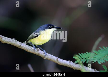 Gewöhnlicher Tody-Flycatcher (Todirostrum cinereum), der auf einem Ast auf dunklem Hintergrund thront. Stockfoto