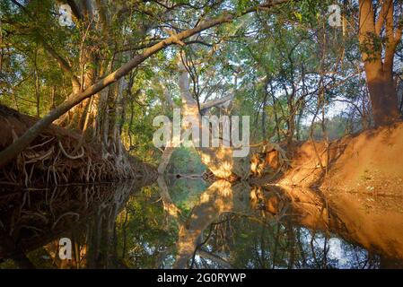 Natürliches Leben in Afrika. Platanen-Feigenbaum wächst im Kanal. Früchte, die von Wildvögeln und Tieren geliebt werden. Stockfoto