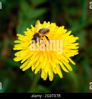 Bienen sammeln Pollen auf gelbem Dandelion Stockfoto