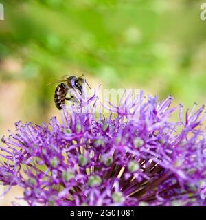 Bienen sammeln Pollen auf lila Blume Stockfoto
