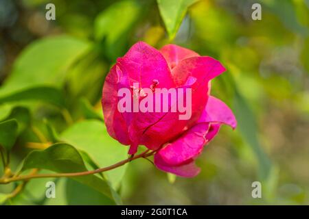 Makro-Nahaufnahme von rosa Blume, Bougainvillea Glabra mit grünem Hintergrund . Stockfoto