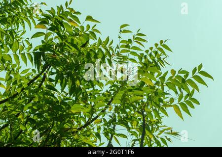 Nahaufnahme aus tiefem Winkel mit Neem , Azadirachta Indica-Baum-Blättern und Ästen vor dem Hintergrund des Himmels, Stockfoto