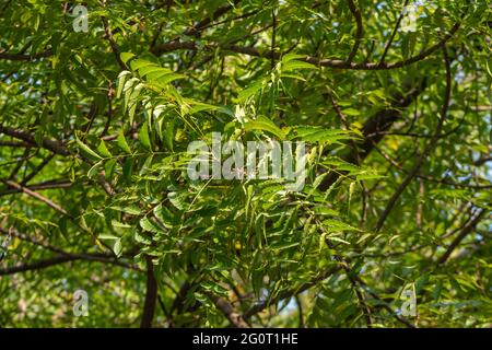 Nahaufnahme aus tiefem Winkel mit Neem, Azadirachta Indica-Blättern und Ästen vor Himmelshintergrund, Stockfoto