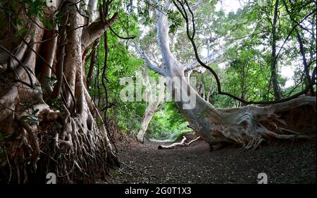 Natürliches Leben in Afrika. Platanen-Feigenbaum wächst im Kanal. Früchte, die von Wildvögeln und Tieren geliebt werden. Stockfoto