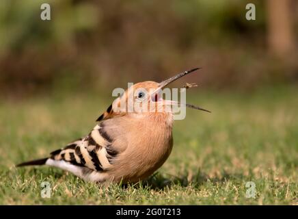 hoope in Wildschutzgebieten sind die Hoopos farbenfrohe Vögel, die in Afrika, Asien und Europa gefunden werden und sich durch ihre markante „Krone“ aus Federn hervortut. Stockfoto
