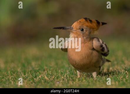 hoope in Wildschutzgebieten sind die Hoopos farbenfrohe Vögel, die in Afrika, Asien und Europa gefunden werden und sich durch ihre markante „Krone“ aus Federn hervortut. Stockfoto