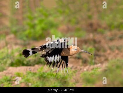 hoope in Wildschutzgebieten sind die Hoopos farbenfrohe Vögel, die in Afrika, Asien und Europa gefunden werden und sich durch ihre markante „Krone“ aus Federn hervortut. Stockfoto