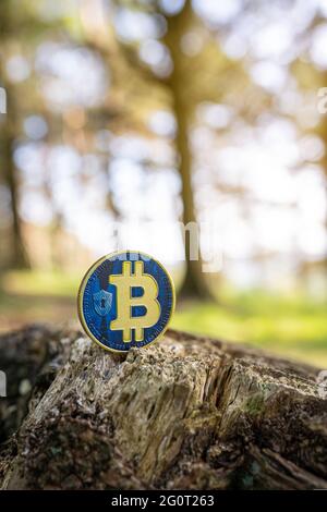 Nahaufnahme von Bitcoin auf einem Baumstumpf im Freien mit grünem, natürlich verschwommenem Waldhintergrund mit Kopierraum. Eine goldene blaue BTC Kryptowährung Münze. Stockfoto