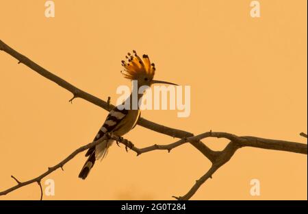 hoope in Wildschutzgebieten sind die Hoopos farbenfrohe Vögel, die in Afrika, Asien und Europa gefunden werden und sich durch ihre markante „Krone“ aus Federn hervortut. Stockfoto