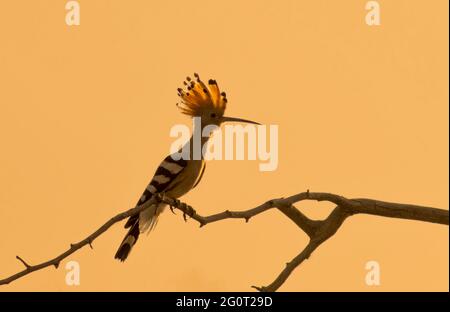 hoope in Wildschutzgebieten sind die Hoopos farbenfrohe Vögel, die in Afrika, Asien und Europa gefunden werden und sich durch ihre markante „Krone“ aus Federn hervortut. Stockfoto