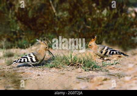 hoope in Wildschutzgebieten sind die Hoopos farbenfrohe Vögel, die in Afrika, Asien und Europa gefunden werden und sich durch ihre markante „Krone“ aus Federn hervortut. Stockfoto