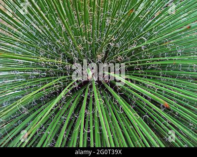 Agave Pflanze (Agave filamentosa) im Garten Stockfoto