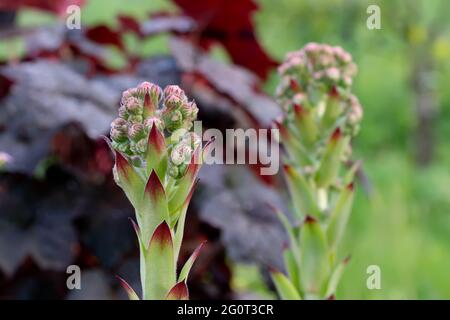 Blüte einer immergrünen Bodendeckenpflanze Sempervivum, bekannt als Houseleek in Steingarten. Stockfoto