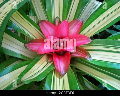 Bromeliad (Neoregelia) im tropischen Garten in Rio de Janeiro, Brasilien Stockfoto