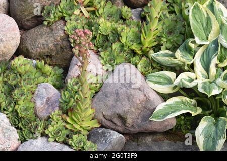 Blühende immergrüne Bodendeckenpflanze Sempervivum bekannt als Houseleek in Steingarten Stockfoto