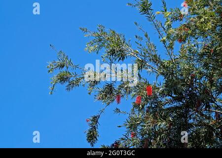 Rote Flaschenbürstenbaumblumen (Callistemon citrinus) Stockfoto