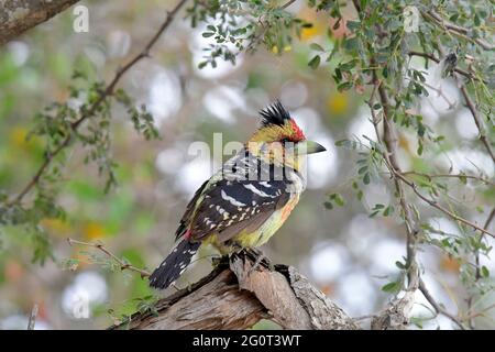 Vogelbeobachtung ist in Südafrika sehr lohnend Stockfoto