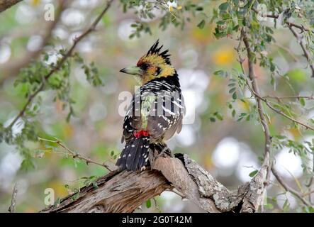 Vogelbeobachtung ist in Südafrika sehr lohnend Stockfoto