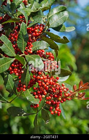 Brasilianischer pfefferbaum (Schinus terebinthifolius), Rio Stockfoto