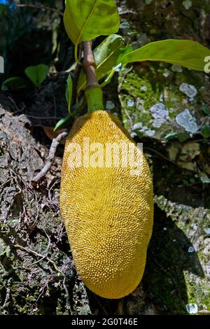 Junge Jackfrucht auf Baum (Artocarpus heterophyllus) Stockfoto