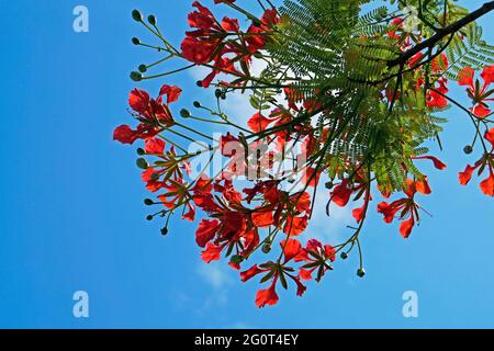 Royal poinciana, extravagante oder Flammenbaumblumen (Delonix regia) Stockfoto