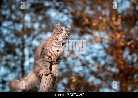 Niedliche graue Katze kletterte auf einem Baumstamm während des Gehens und schaut in die Ferne Stockfoto