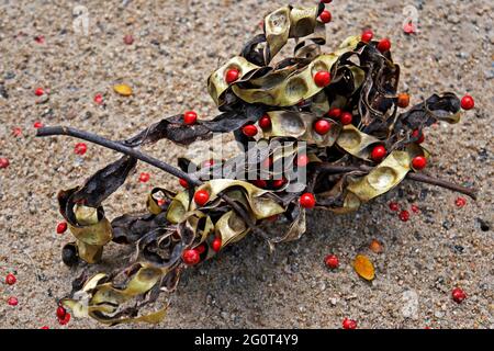 Hülsenfrüchte auf dem Boden (Adenanthera pavonina) Stockfoto