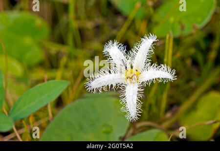 Wasserschneepflake (Nymphoides indica) Stockfoto