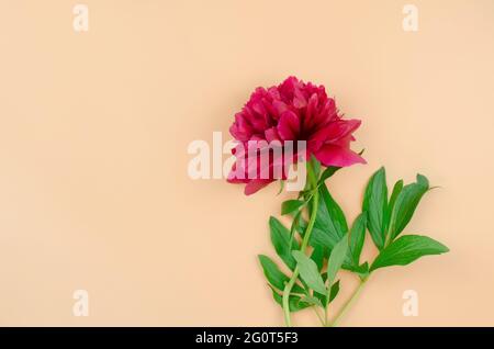 Wunderschöne rote Pfingstrose auf pfirsichfarbenem Hintergrund, Minimalismus. Stockfoto