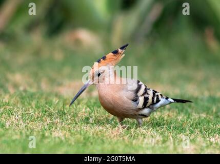 hoope in Wildschutzgebieten sind die Hoopos farbenfrohe Vögel, die in Afrika, Asien und Europa gefunden werden und sich durch ihre markante „Krone“ aus Federn hervortut. Stockfoto