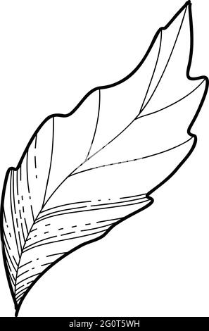 Freie Hand Sakura Blume Blatt Vektor, schöne Linie Kunst Pfirsich Blüte Blätter isolieren auf weißem Hintergrund. Realistischer handgezeichneter Stil Stock Vektor