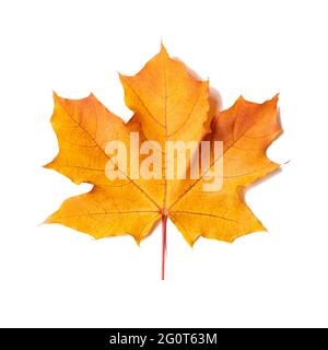 Gelb-orange Ahornblatt isoliert auf weißem Hintergrund Stockfoto
