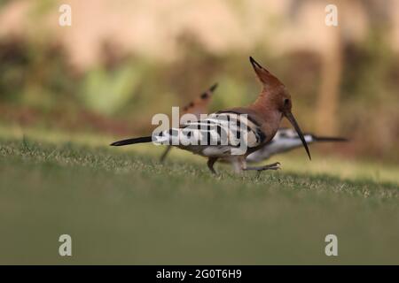 hoope in Wildschutzgebieten sind die Hoopos farbenfrohe Vögel, die in Afrika, Asien und Europa gefunden werden und sich durch ihre markante „Krone“ aus Federn hervortut. Stockfoto