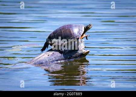 Eine gemalte Schildkröte sonnt sich auf einem Baumstamm. Die Schildkröte und der Himmel spiegeln sich in den Gewässern der Lagune. Stockfoto