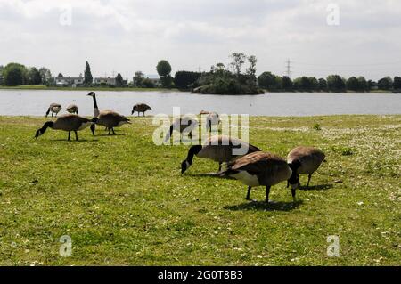 Walthamstow Wetlands, London, Großbritannien. Juni 2021. UK Wetter: Sonnig und warm im Walthamstow Wetlands. Kredit: Matthew Chattle/Alamy Live Nachrichten Stockfoto