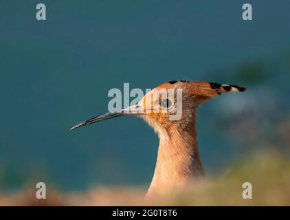hoope in Wildschutzgebieten sind die Hoopos farbenfrohe Vögel, die in Afrika, Asien und Europa gefunden werden und sich durch ihre markante „Krone“ aus Federn hervortut. Stockfoto