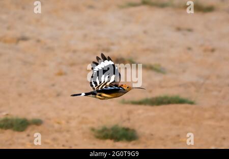 hoope in Wildschutzgebieten sind die Hoopos farbenfrohe Vögel, die in Afrika, Asien und Europa gefunden werden und sich durch ihre markante „Krone“ aus Federn hervortut. Stockfoto