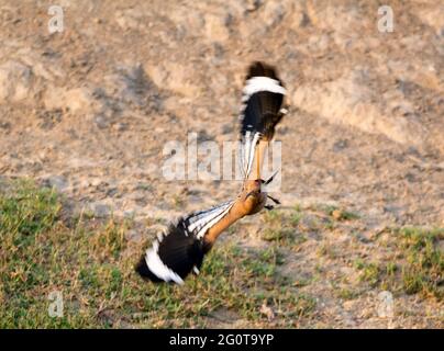hoope in Wildschutzgebieten sind die Hoopos farbenfrohe Vögel, die in Afrika, Asien und Europa gefunden werden und sich durch ihre markante „Krone“ aus Federn hervortut. Stockfoto