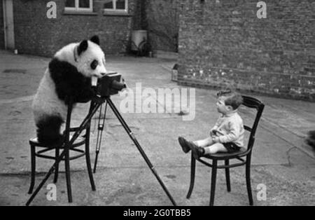 Skurrile Vintage-Fotografie - Panda gibt vor, ein Foto eines sitzenden Jungen zu machen. Stockfoto