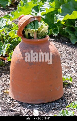 Nahaufnahme eines alten Terrakotta-Rhabarber-forcer mit Rhubarb-Blättern, die herauskommen Stockfoto