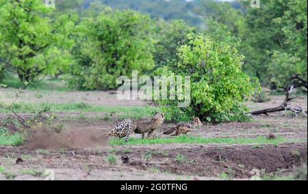 Weiblicher Gepard jagt Schakal mit schwarzem Rücken im Kruger-Nationalpark, Südafrika. Stockfoto