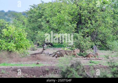 Weiblicher Gepard jagt Schakal mit schwarzem Rücken im Kruger-Nationalpark, Südafrika. Stockfoto