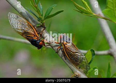 Entstanden 17 Jahre Brut X Periodical Zikaden. Alle 17 Jahre tunneln sie aus dem Boden und mausern sich in ihre Erwachsenenform und paaren sich. Stockfoto